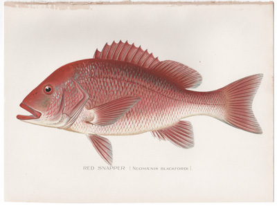 RED SNAPPER